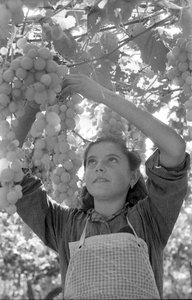 RAISINS AMERS - LE TRÈS JEUNE PERGOLONA