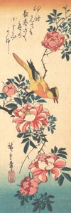 Bergeronnette grise orientale et rose
