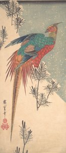 Faisan doré et pousses de pin dans la neige, vers 1835