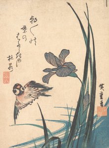 Iris et moineau, vers 1832 - Ando Hiroshige