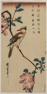 Rossignol coréen sur une branche de cerisier, début ou milieu des années 1830 - Ando Hiroshige