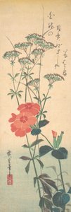 Œillets superbes et agrimoine chinoise