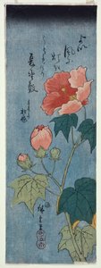 Coquelicots en fleurs, Tanzaku