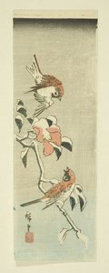 Moineaux et camélia dans la neige