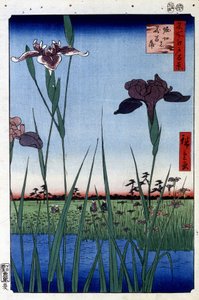 Iris d