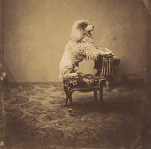 Le Caniche de l