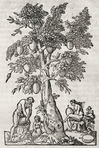 Arbre à pain