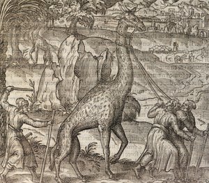 Girafe, gravure de Cosmographie Universelle - Andre Thevet