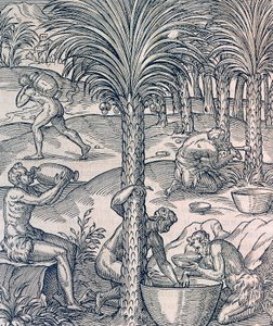 Habitants du Cap-Vert fabriquant des boissons à partir de palmiers