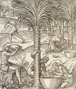 Habitants du Cap-Vert préparant des boissons à partir de palmiers, gravure de Cosmologie Universelle, par André Thevet (1504-1592), Paris, Afrique, 1575 - Andre Thevet