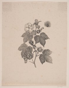Plante de coton - Andreas Flinch