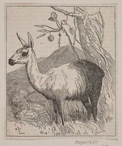 Un lama - Andreas Flinch