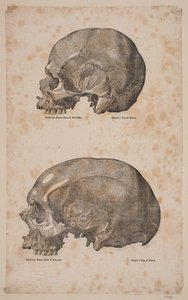 Deux crânes - Andreas Flinch