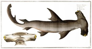 Requin marteau (Poisson Balance), publié par Black, c.1790 - Andreas Ludwig Kruger