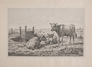 Un taureau et deux vaches