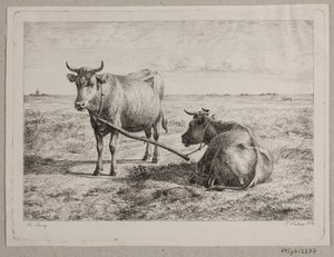 Deux vaches attachées ensemble
