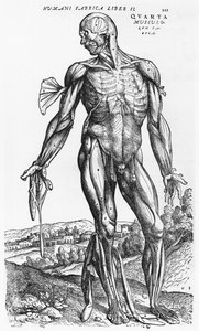 Étude anatomique, illustration de 