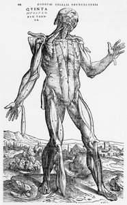 Étude anatomique, illustration de 