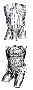 Les planches du cinquième livre de De Humani Corporis Fabrica