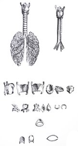 Les Planches du Premier Livre de De Humani Corporis Fabrica