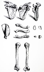 Les planches du premier livre de De Humani Corporis Fabrica - Andreas Vesalius