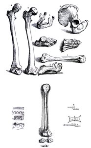 Les planches du premier livre de De Humani Corporis Fabrica par Andreas Vesalius (1514-1564)