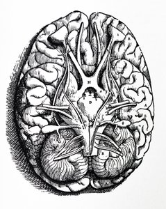 Les Planches du Quatrième Livre de De Humani Corporis Fabrica - Andreas Vesalius