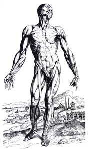 Les planches du deuxième livre de De Humani Corporis Fabrica - Andreas Vesalius