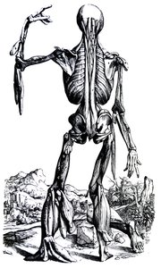 Les planches du deuxième livre de De Humani Corporis Fabrica