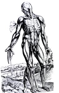 Les planches du deuxième livre de De Humani Corporis Fabrica