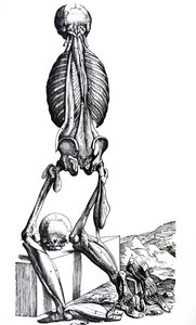 Les planches du deuxième livre de De Humani Corporis Fabrica - Andreas Vesalius