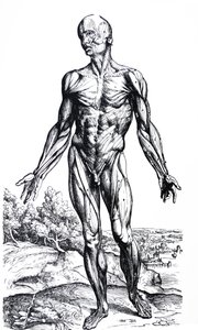 Les planches du deuxième livre de De Humani Corporis Fabrica