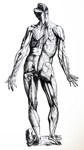 Les planches du septième livre de De Humani Corporis Fabrica - Andreas Vesalius