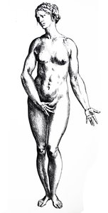 Les planches du septième livre de De Humani Corporis Fabrica - Andreas Vesalius