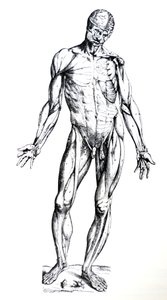 Les planches du septième livre de De Humani Corporis Fabrica - Andreas Vesalius