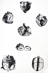 Les Planches du sixième livre de De Humani Corporis Fabrica
