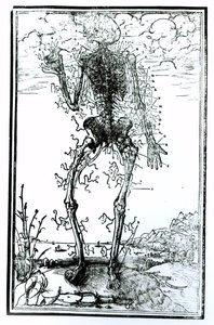 Système vasculaire du corps - Andreas Vesalius