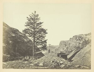 Arbre des mille milles, col de Wilhelmina