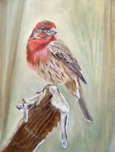 Un pinson rouge sur une branche enneigée - Angeles M. Pomata