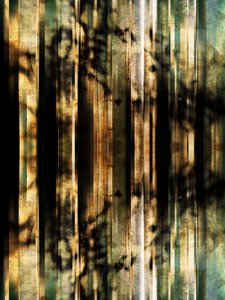 Résumé : Ombres de la forêt - Angelo Cerantola