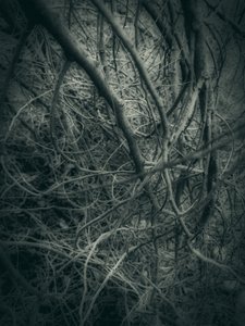  - Angelo Cerantola