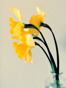 Des jonquilles fraîches du printemps - Angelo Cerantola
