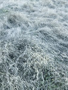 Herbe hivernale givrée