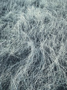 Herbe gelée en hiver