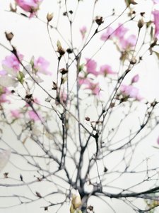 Douces fleurs printanières - Angelo Cerantola