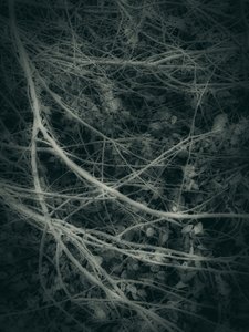  - Angelo Cerantola