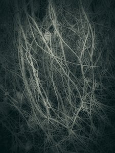  - Angelo Cerantola