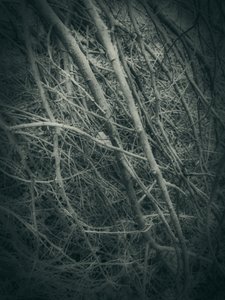  - Angelo Cerantola