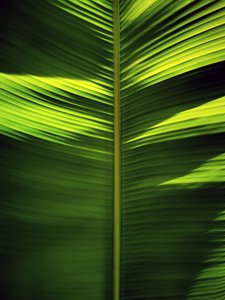 Motifs de feuilles tropicales - Angelo Cerantola