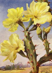 Un beau représentant du cactus figuier de Barbarie, Opontia Dillenii - Angelo Fairfax Muckley